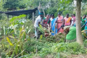 Read more about the article AuroOrchard