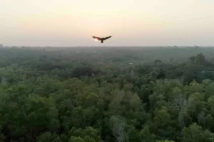 Read more about the article Linking Auroville’s Forests